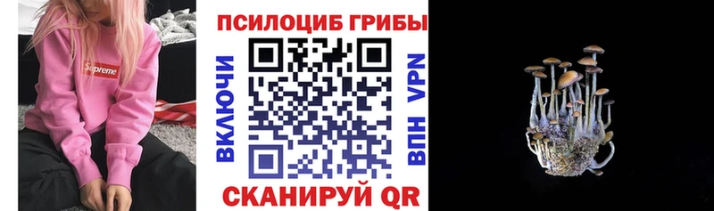 блэк спрут ССЫЛКА  Тула  дарк нет какой сайт  Галлюциногенные грибы Psilocybe 